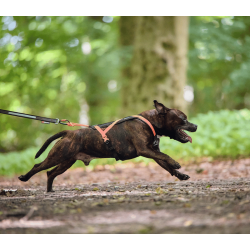 Non-stop dogwear Rush Harness