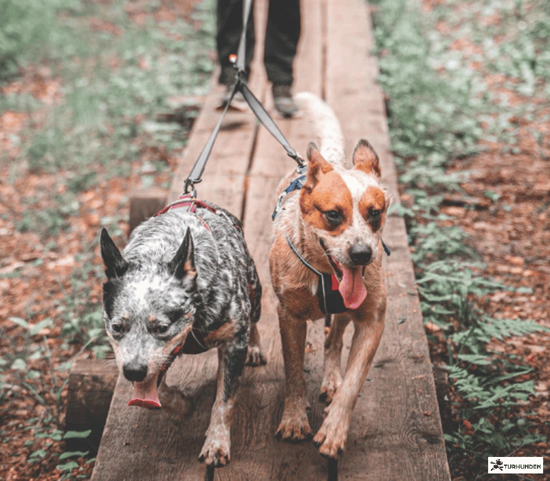 Non-stop dogwear Touring Double