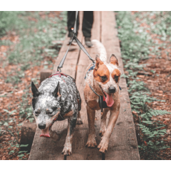 Non-stop dogwear Touring Double