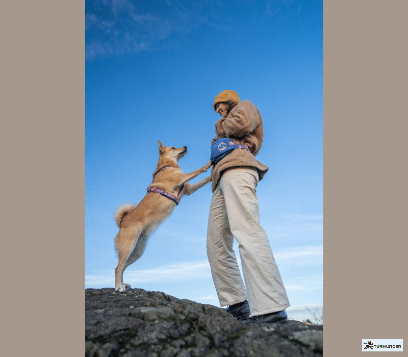 Non-stop dogwear Trail Quest Fanny Pack  Rachel Pohl Edition