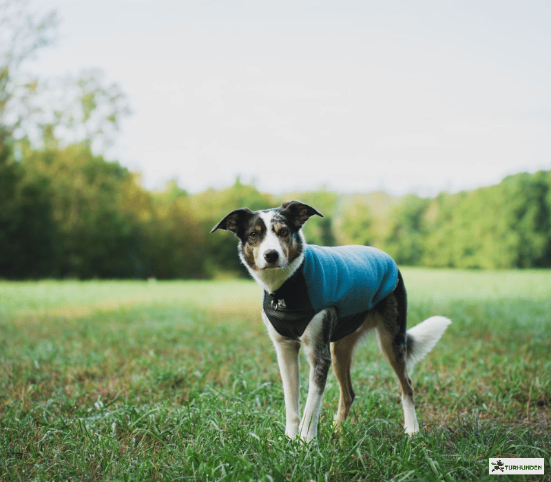 Non-stop dogwear Trail Quest Fleece pullover