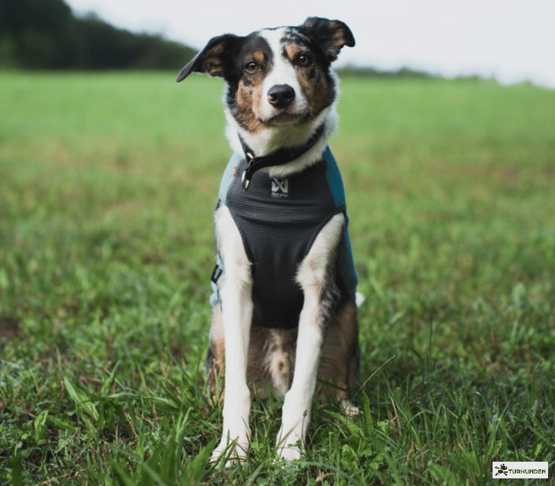 Non-stop dogwear Trail Quest Fleece pullover