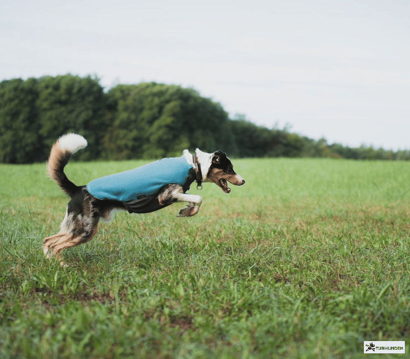 Non-stop dogwear Trail Quest Fleece pullover