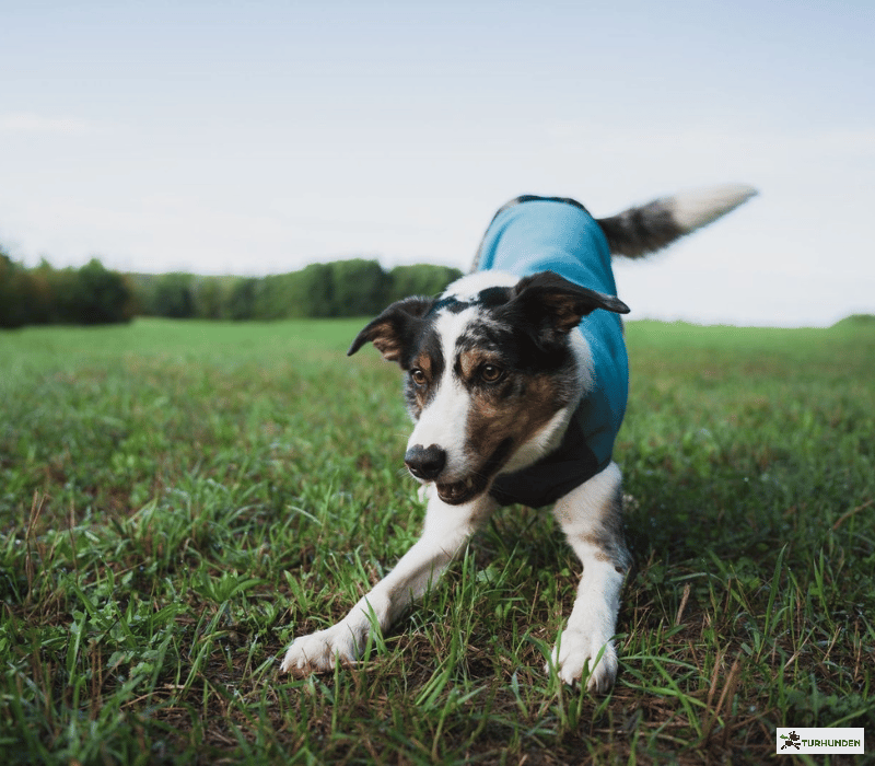 Non-stop dogwear Trail Quest Fleece pullover