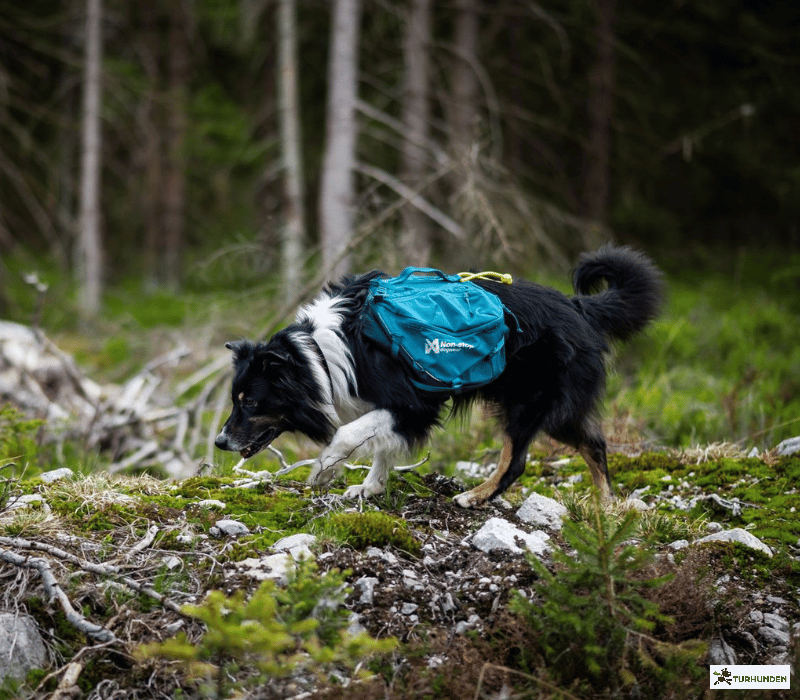 Non-stop dogwear Trail quest dog backpack