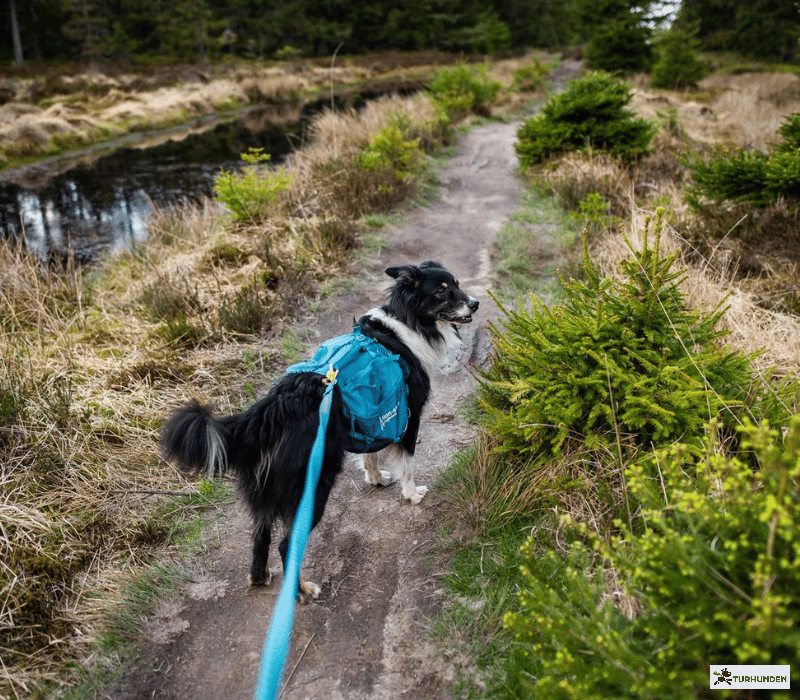 Non-stop dogwear Trail quest dog backpack