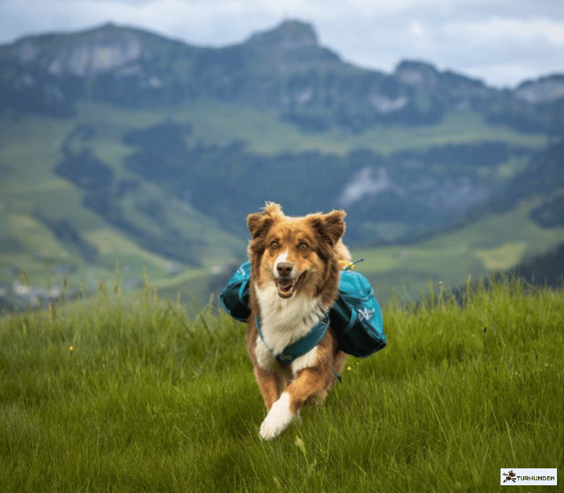 Non-stop dogwear Trail quest dog backpack