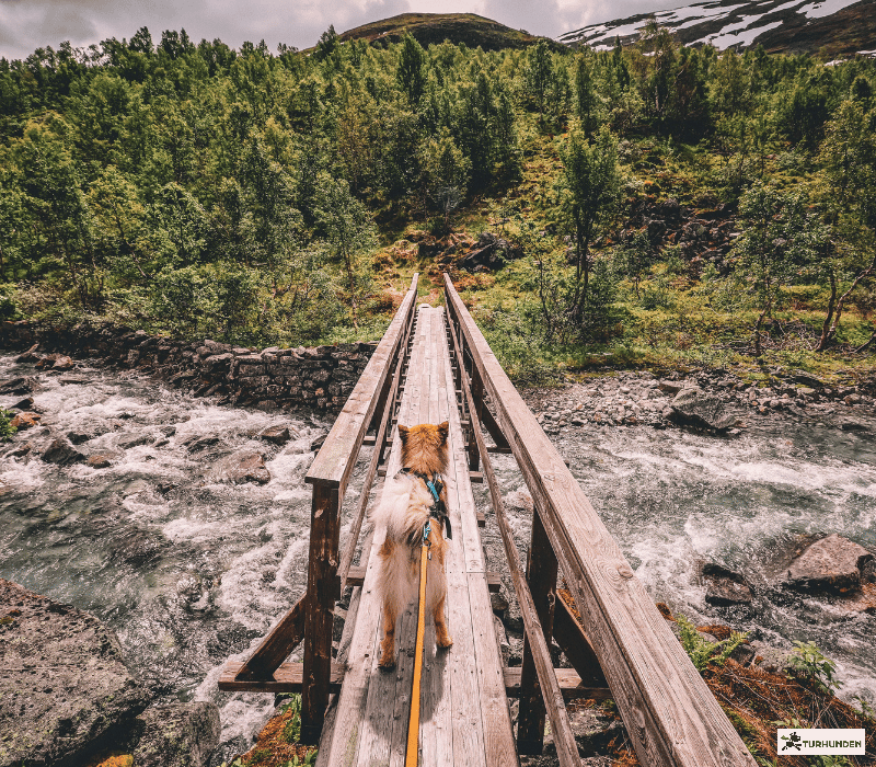 Non-stop dogwear Bungee Leash