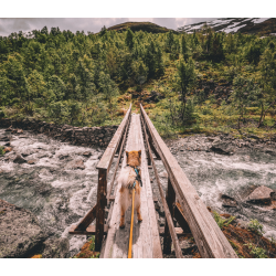 Non-stop dogwear Bungee Leash