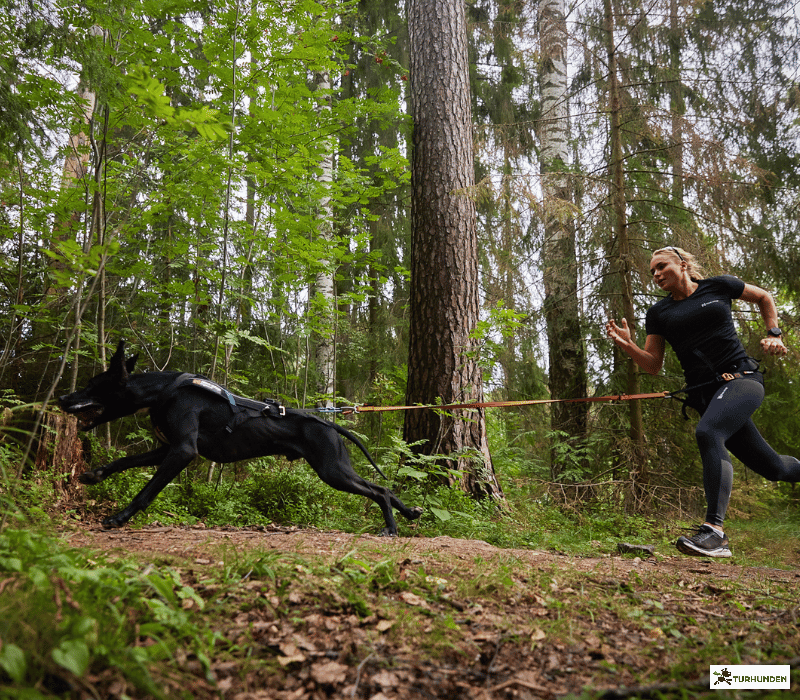 Non-stop dogwear Bungee Leash