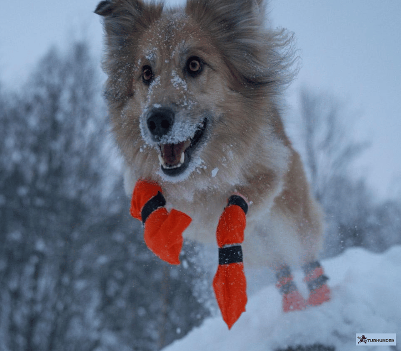 Non-stop dogwear Contact Bootie High