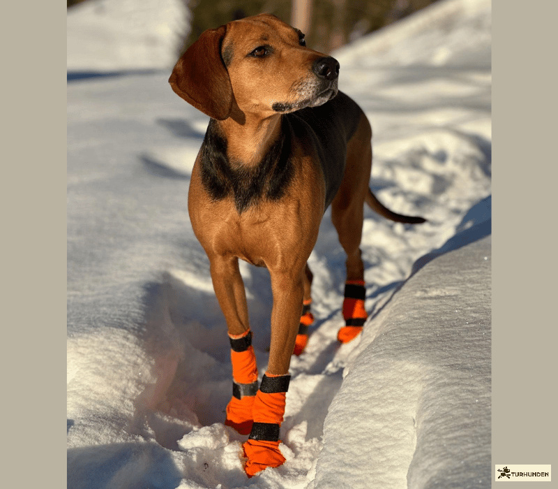 Non-stop dogwear Contact Bootie High