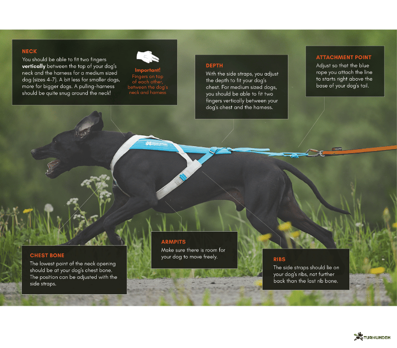 Non-stop Dogwear Freemotion 5.0