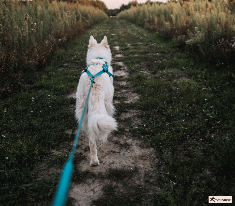 Non-stop Dogwear Freemotion 5.0