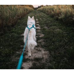 Non-stop Dogwear Freemotion 5.0