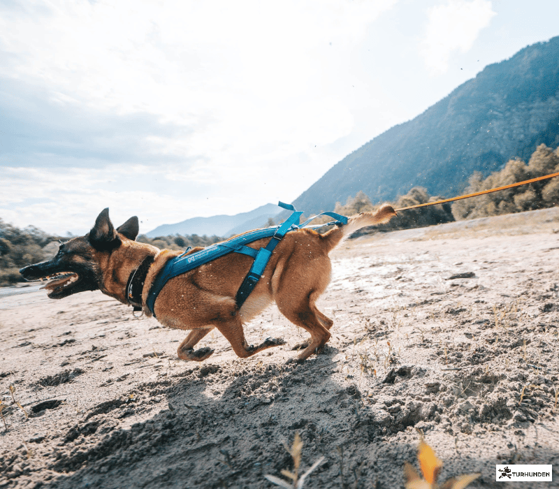 Non-stop Dogwear Freemotion 5.0