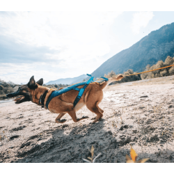 Non-stop Dogwear Freemotion 5.0