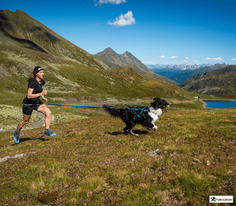 Non-stop Dogwear Freemotion 5.0