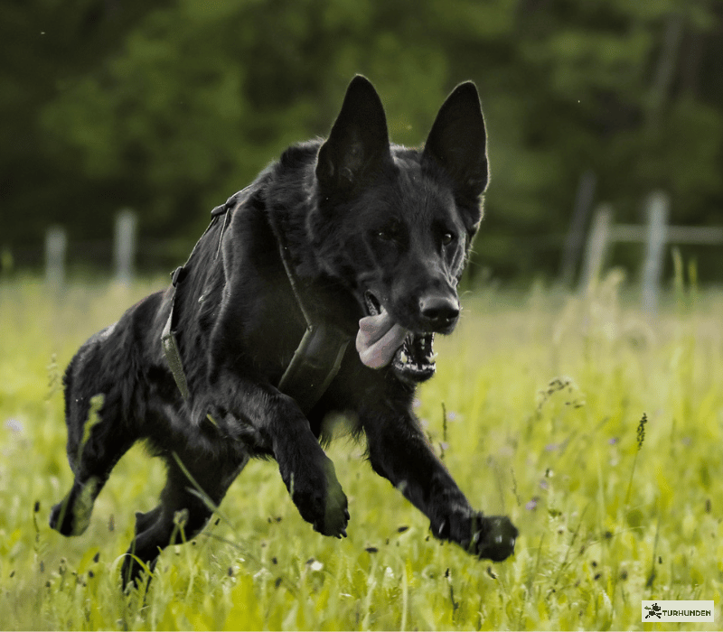 Non-Stop Dogwear Line Harness Long WD