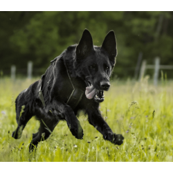 Non-Stop Dogwear Line Harness Long WD