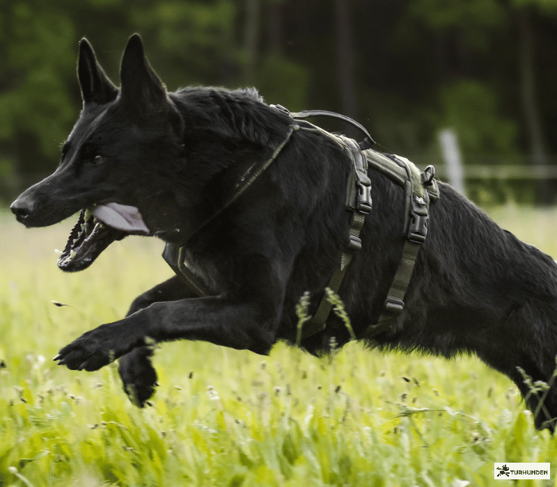 Non-Stop Dogwear Line Harness Long WD