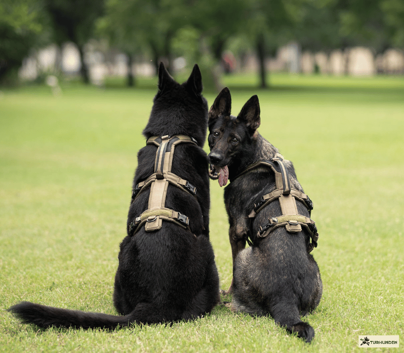 Non-Stop Dogwear Line Harness Long WD