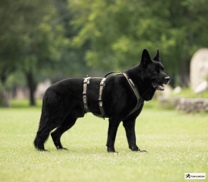 Non-Stop Dogwear Line Harness Long WD