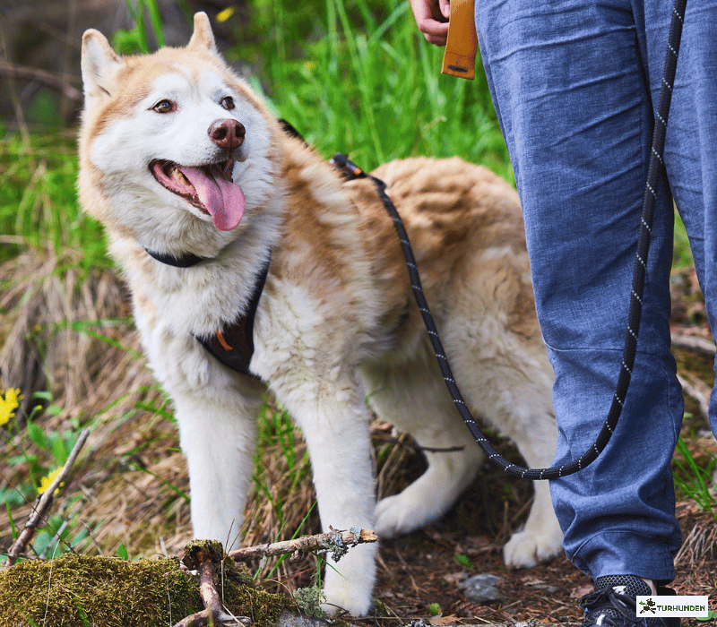 Non-stop dogwear Rock Leash