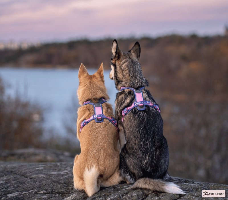 Non-stop dogwear Line Harness 5.0 Rachel Pohl Edition