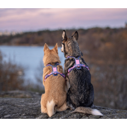 Non-stop dogwear Line Harness 5.0 Rachel Pohl Edition