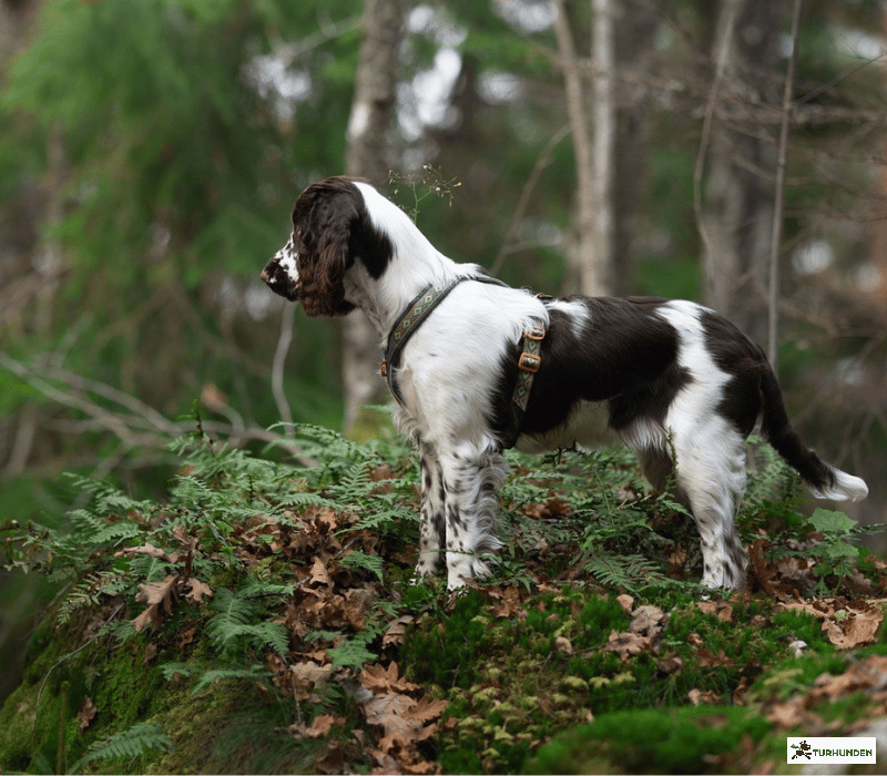 Non-stop dogwear Line Harness 5.0 Rachel Pohl Edition