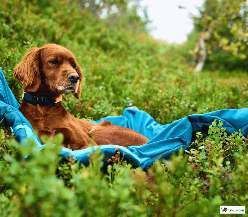 Non-stop dogwear Trekking Dog Bed