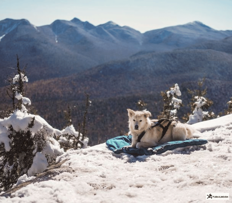 Non-stop dogwear Trekking Dog Bed