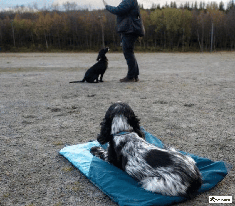 Non-stop dogwear Trekking Dog Bed