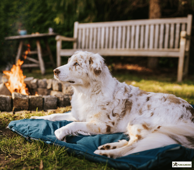 Non-stop dogwear Trekking Dog Bed