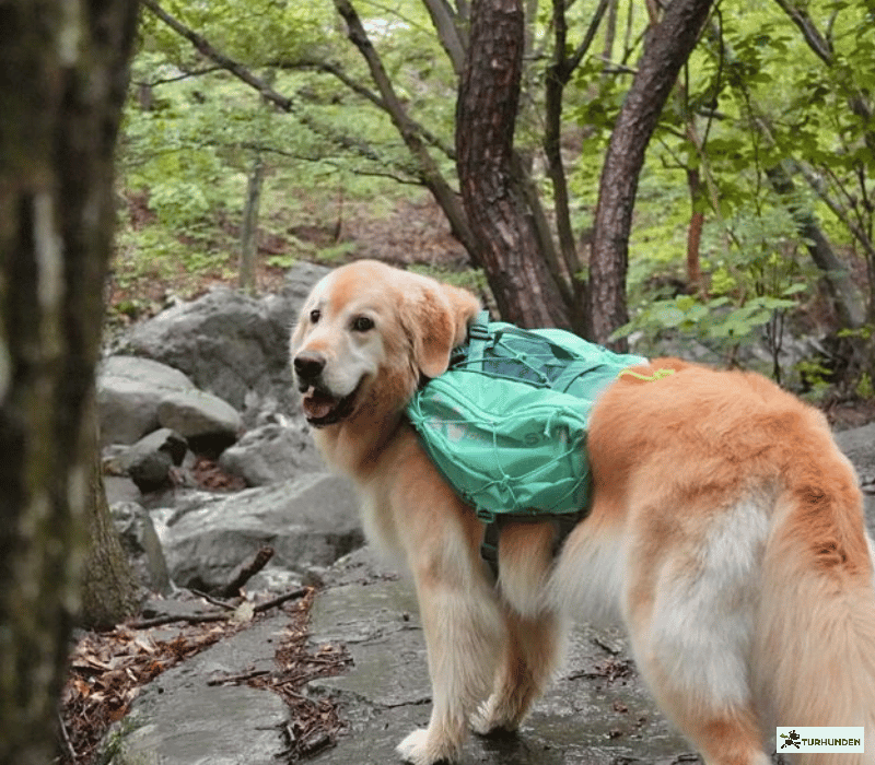 Non-stop Dogwear Trail Light - Teal 