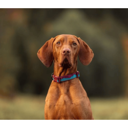 Non-stop dogwear Trail quest Collar