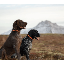 Non-stop dogwear Trail quest Collar