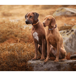 Non-stop dogwear Trail quest Collar