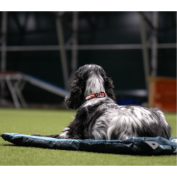 Non-stop dogwear Trail quest Collar