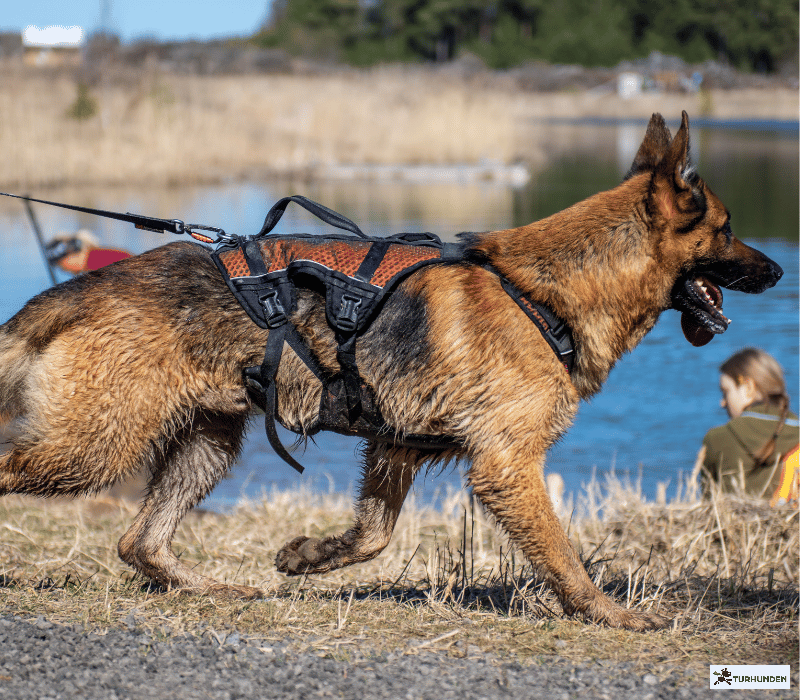 Non-Stop dogwear Rock Harness - LONG
