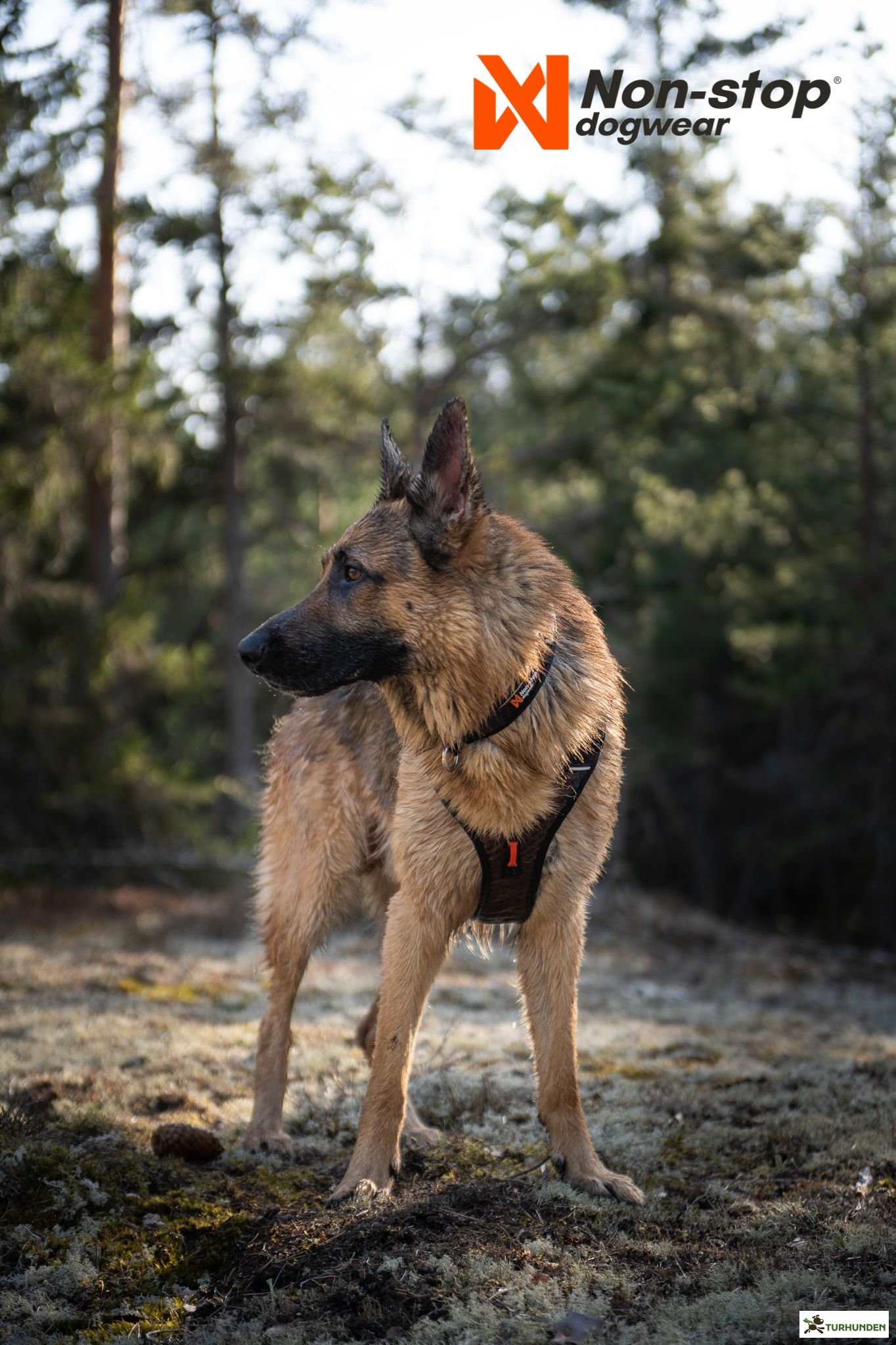 Non-Stop dogwear Rock Harness