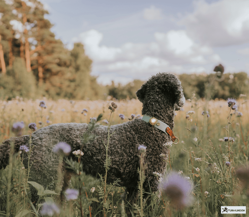 Orbiloc Dog Dual - Gold