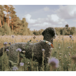 Orbiloc Dog Dual - Gold