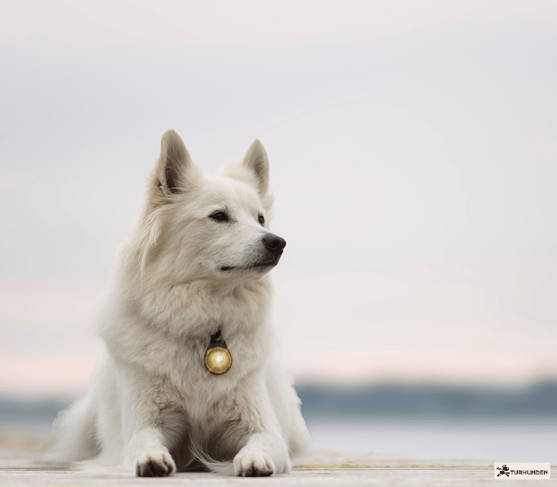 Orbiloc Dog Dual - Gold