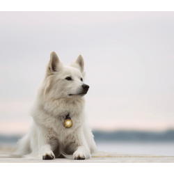 Orbiloc Dog Dual - Gold