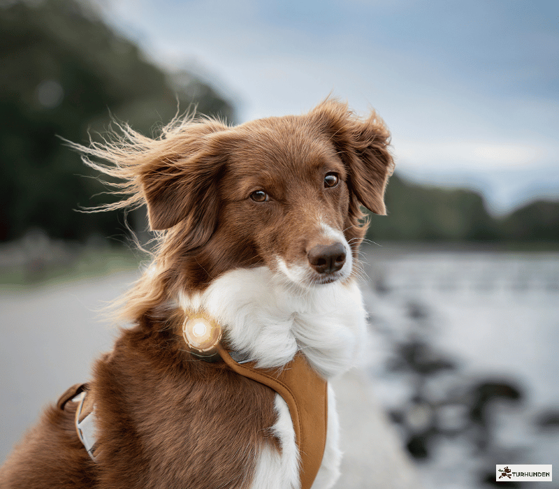 Orbiloc Dog Dual - Gold