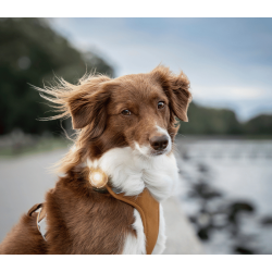 Orbiloc Dog Dual - Gold