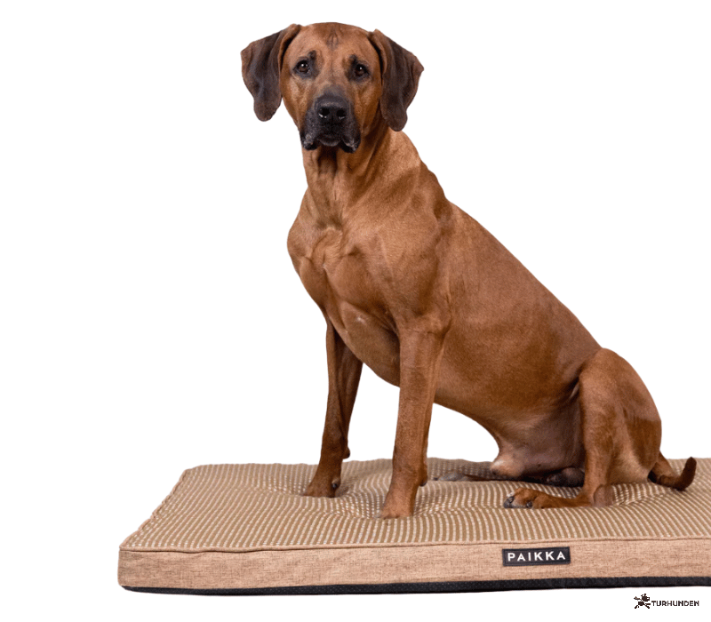 PAIKKA Cooling Orthopedic Mattress � Taupe