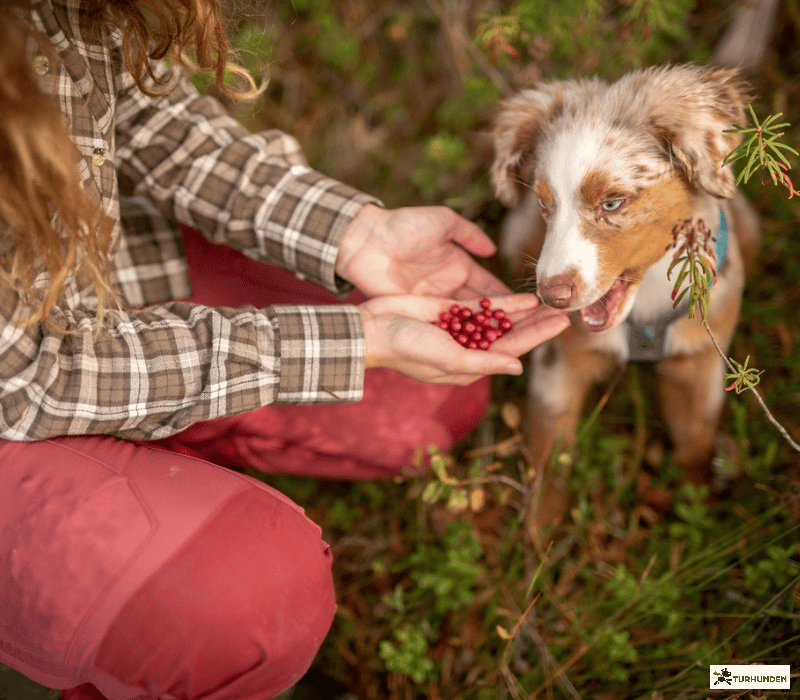 Pinewood Finnveden Hybrid, D.Red/D.Tomato - Dame